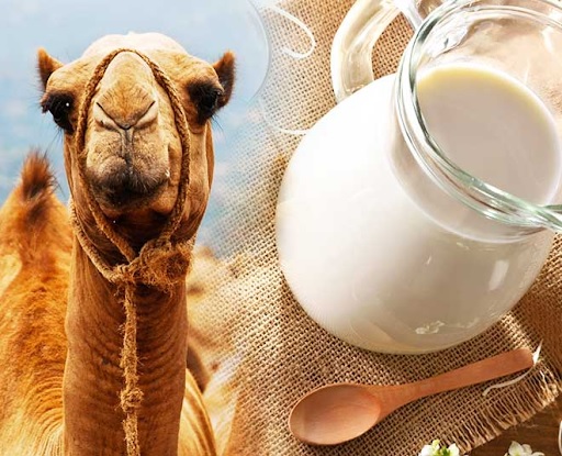 5 Amazing Health Benefits Of Camel Milk