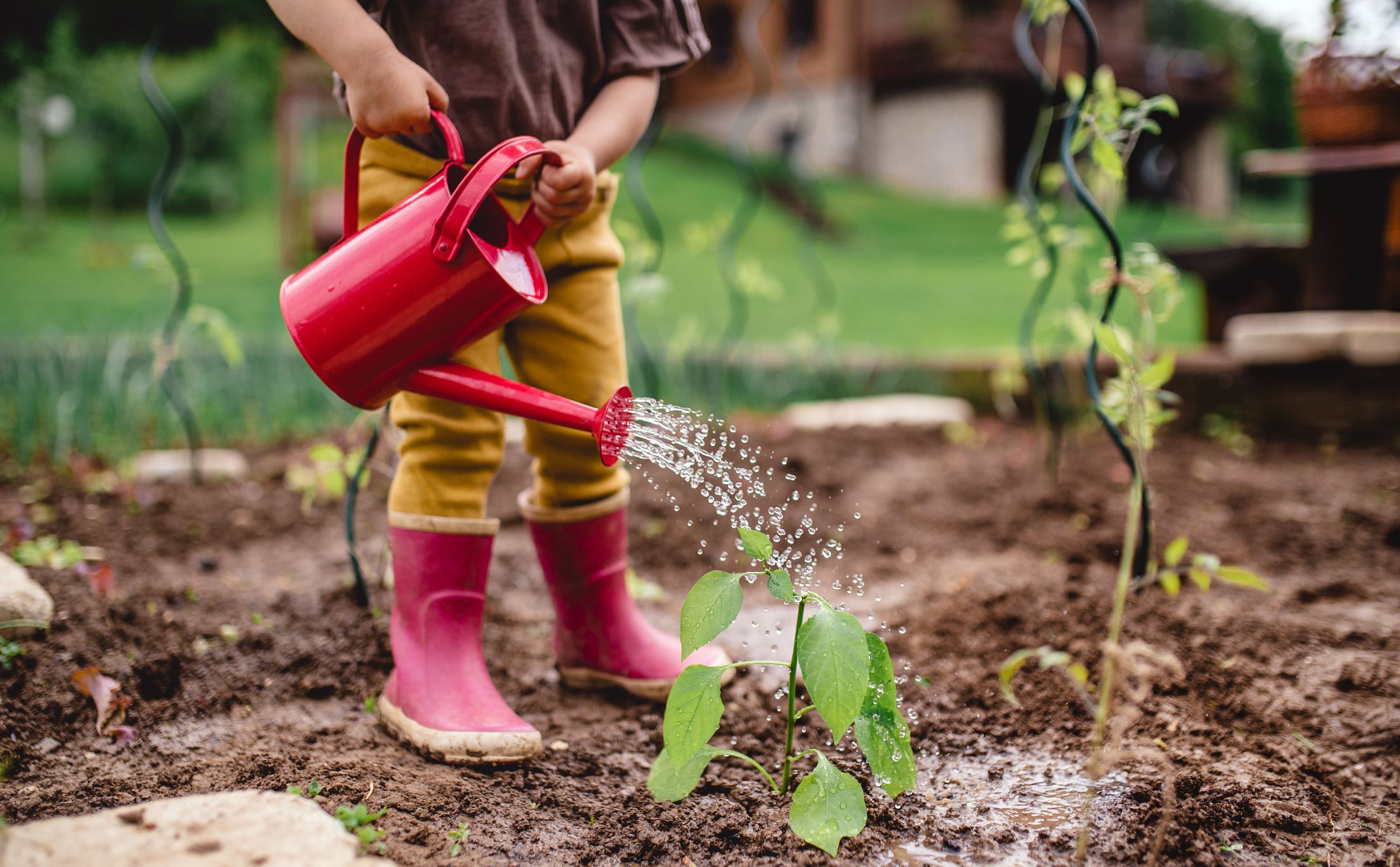 What to Plant in Your Garden During November